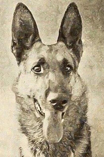 Thunder the Dog - Actor Profile Photo