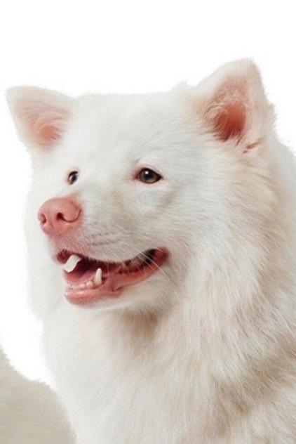 Meechok - Actor Profile Photo