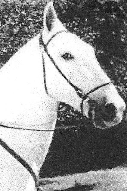 Silver King the Horse - Actor Profile Photo