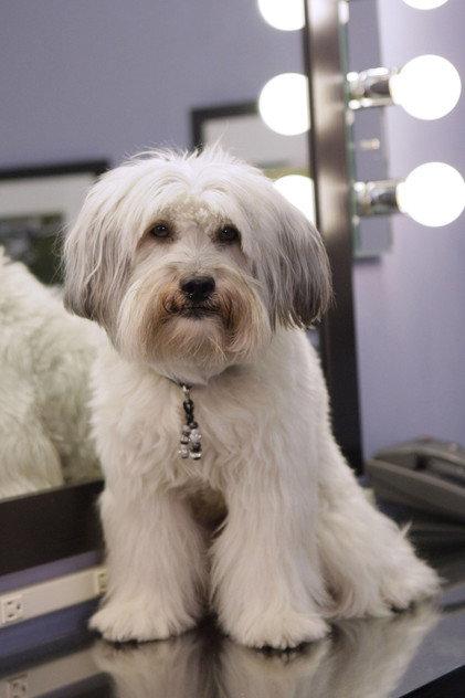 Pudsey - Actor Profile Photo