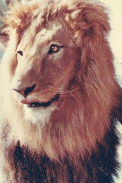 Zamba - Actor Profile Photo