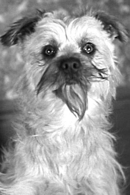 Laughing Gravy - Actor Profile Photo