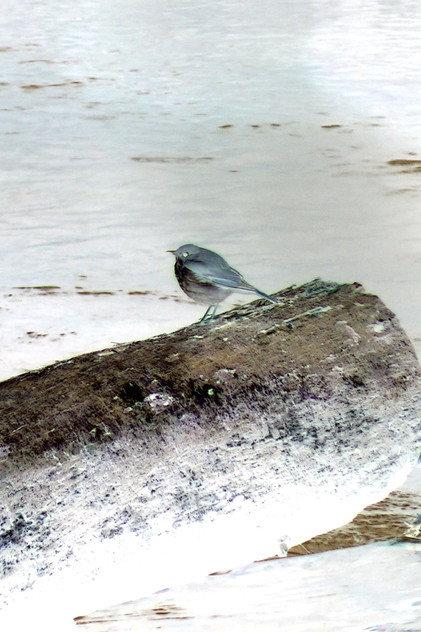 Hermit Thrush - Actor Profile Photo