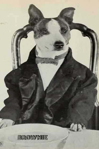 Brownie the Wonder Dog - Actor Profile Photo