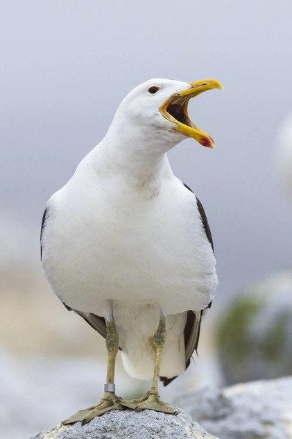 Sully Seagull - Actor Profile Photo