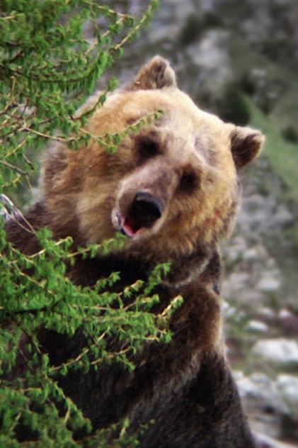 Bozo the Bear - Actor Profile Photo