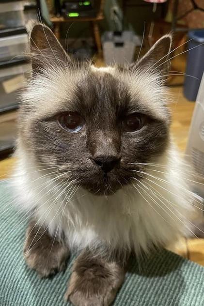 Timmy the Cat - Actor Profile Photo