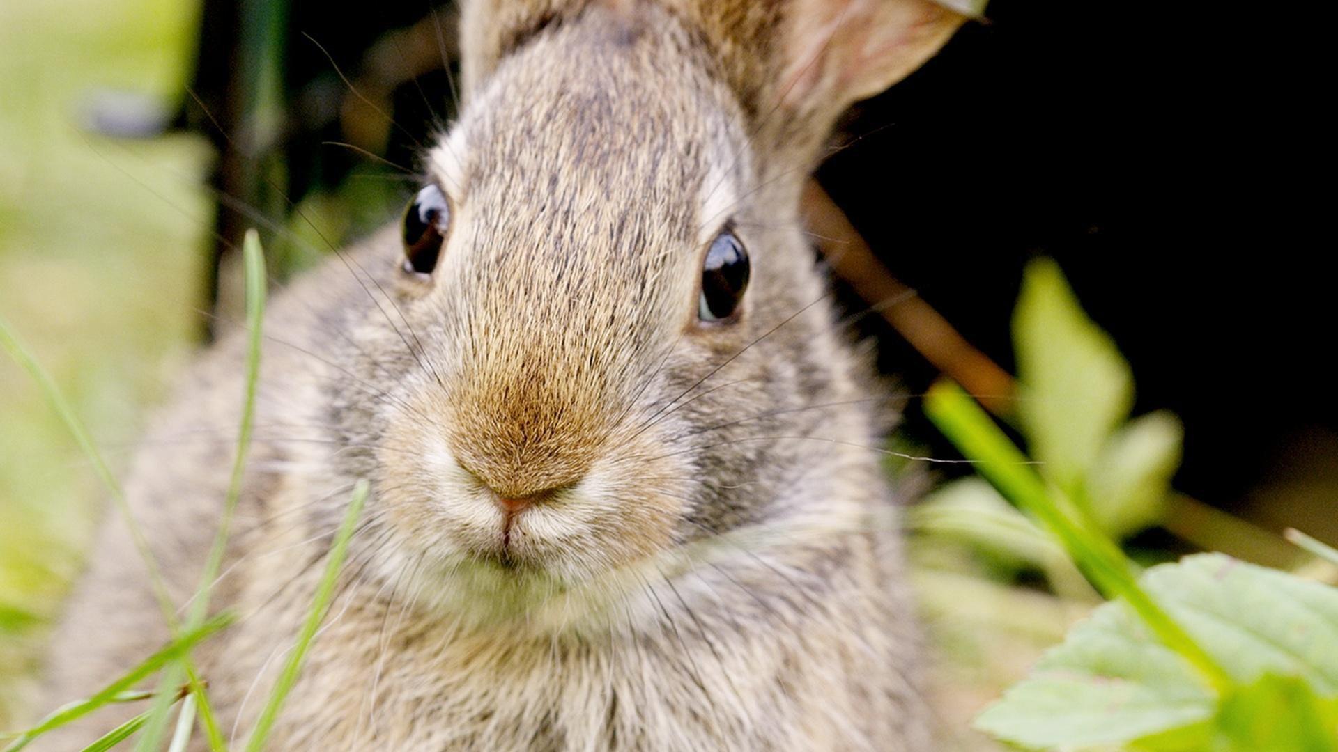 Remarkable Rabbits 2020 movie scene