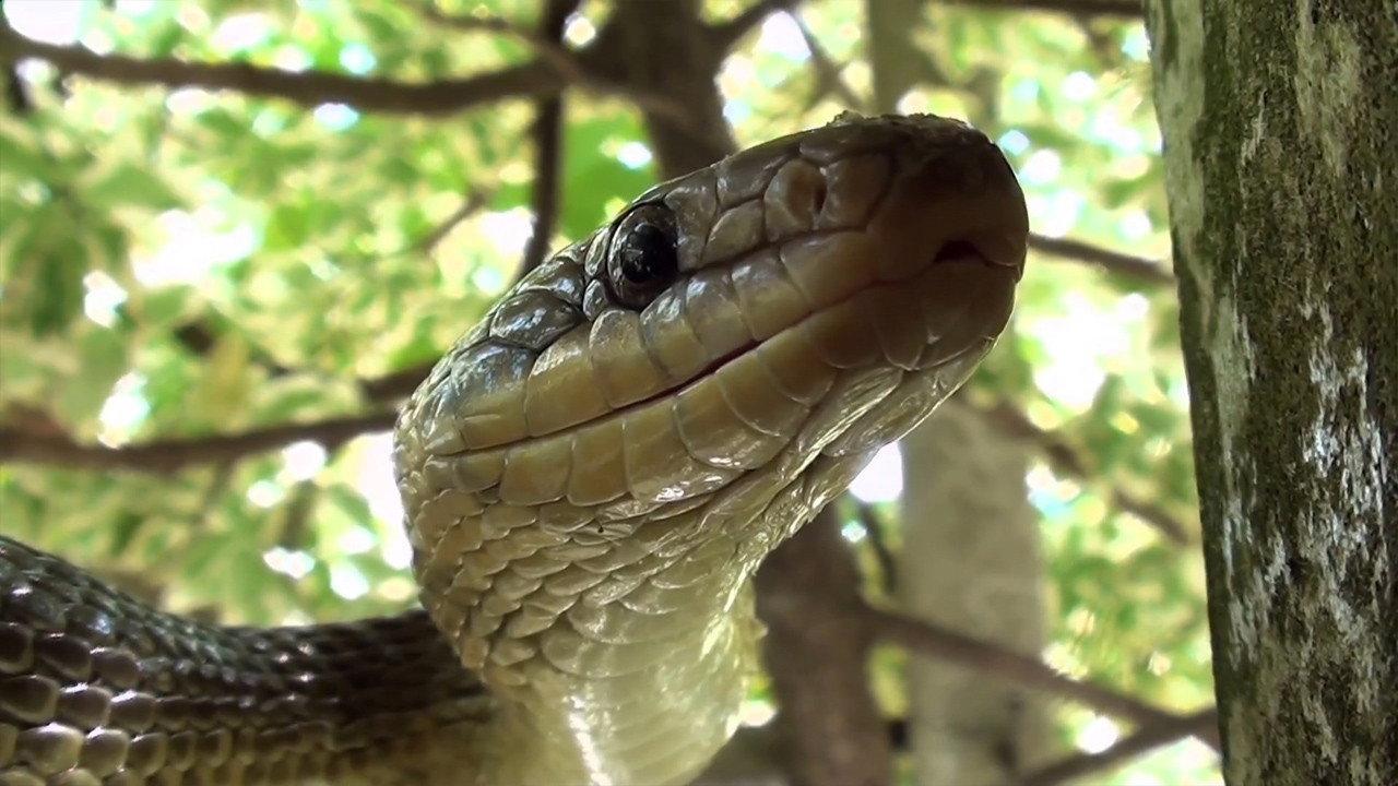 The Secret Life of Snakes 2016 movie scene