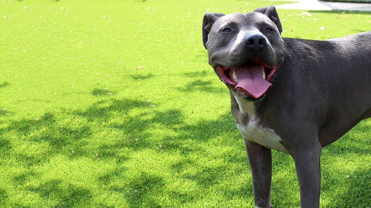 Cesar Millan: Love My Pit Bull 2014 movie scene