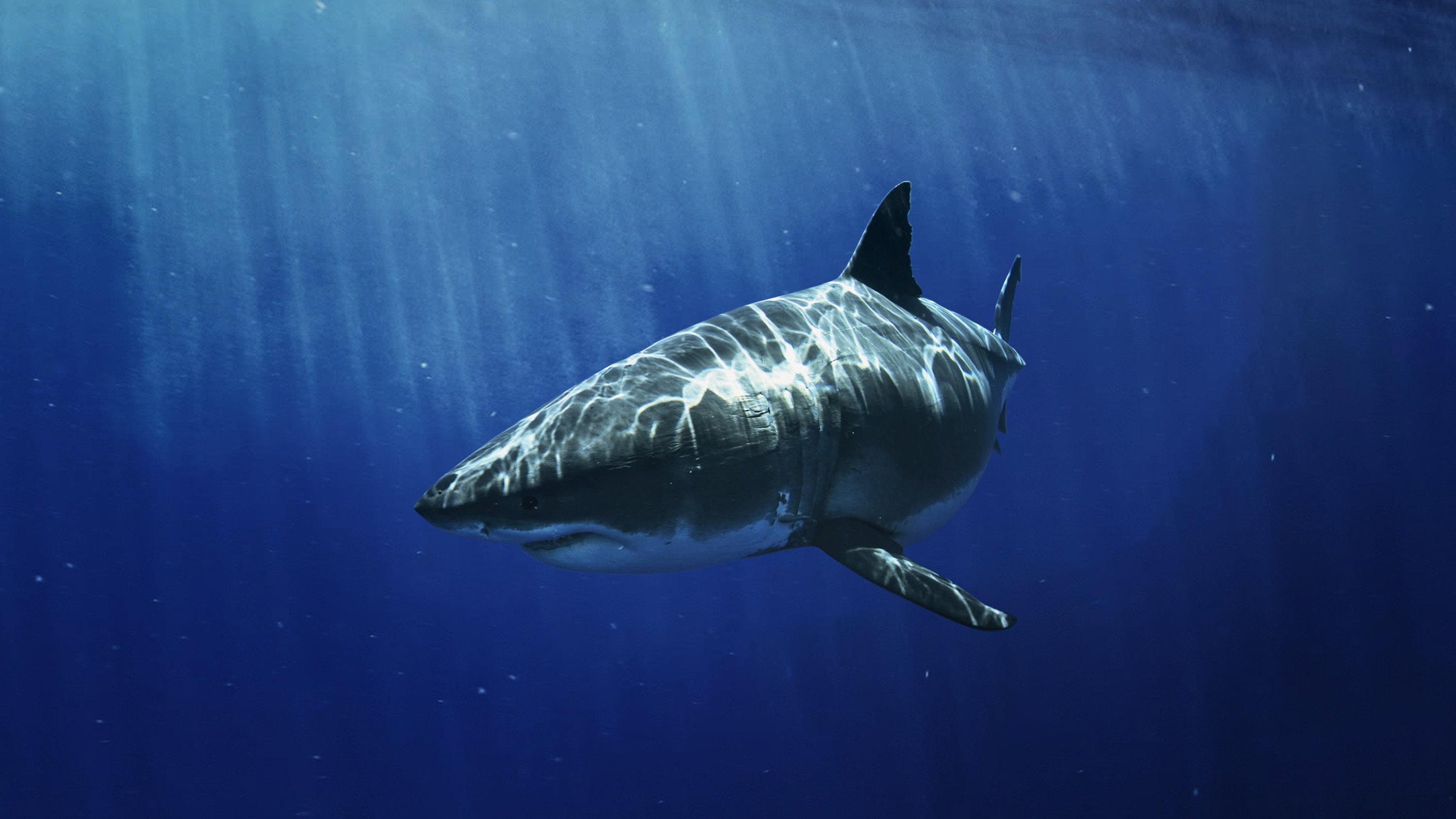 Most Wanted Sharks 2020 movie scene