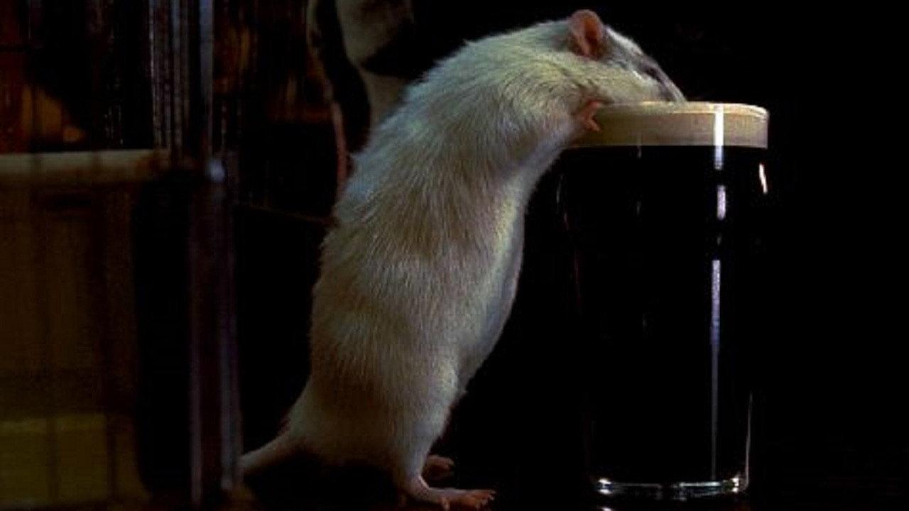 Rat 2000 movie scene