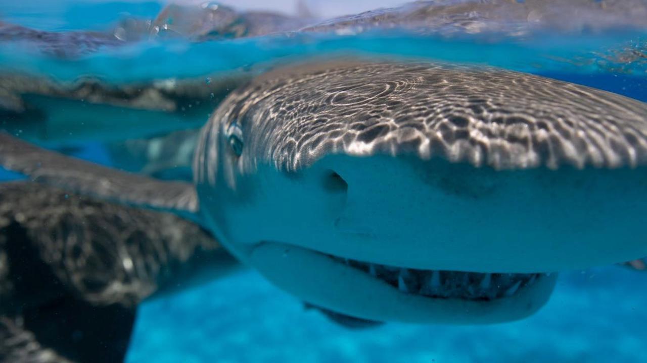 Requin - Le mangeur de sable 2021 movie scene