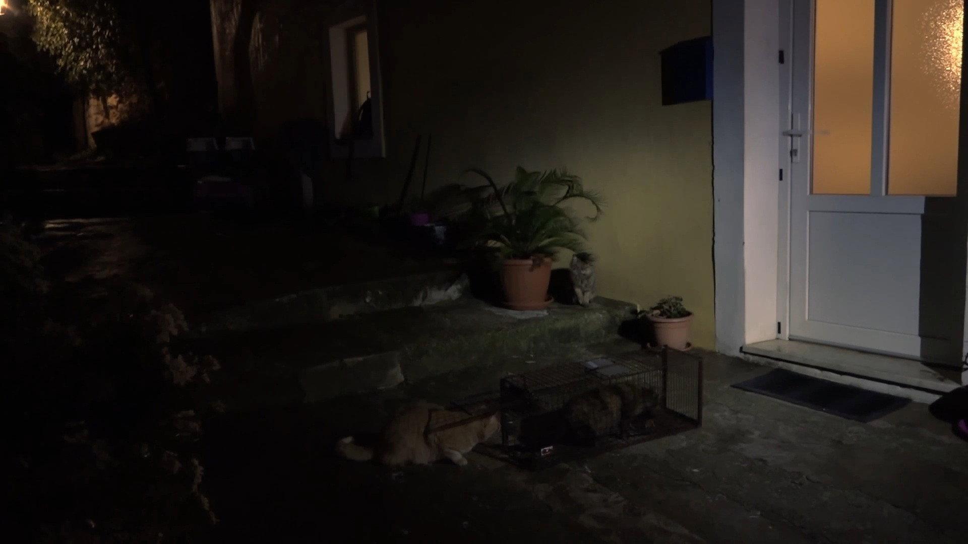 On Cats And Humans 2026 movie scene