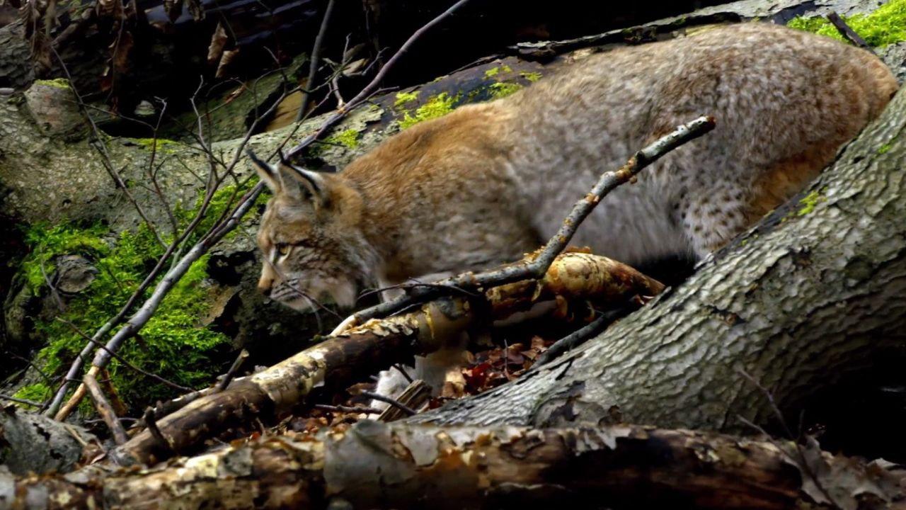 Making An Ancient Forest - Kalkalpen National Park 2015 movie scene