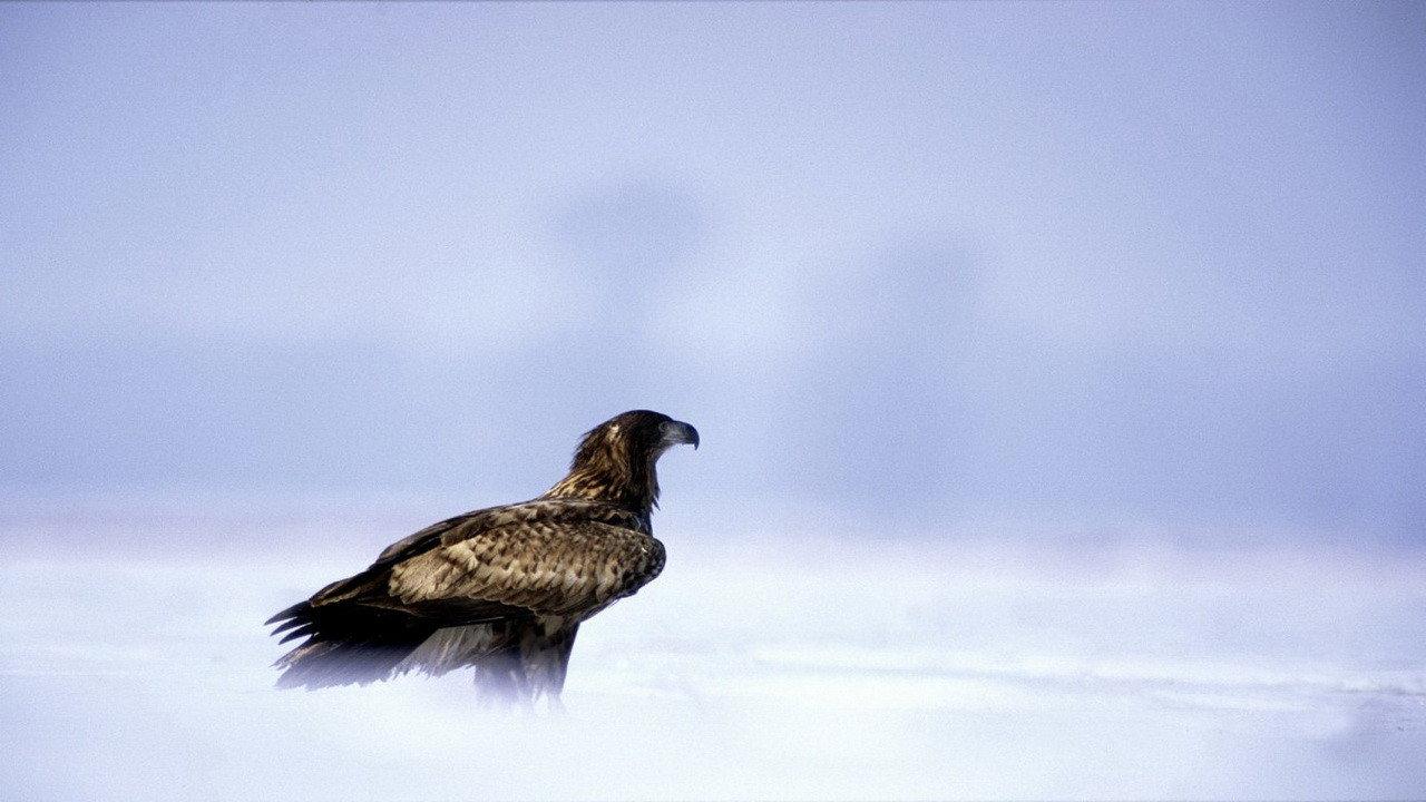 Eagles: Queen of the Skies 2015 movie scene