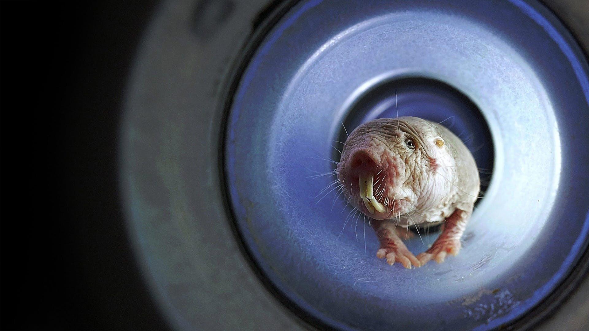 Naked Mole Rats 2019 movie scene