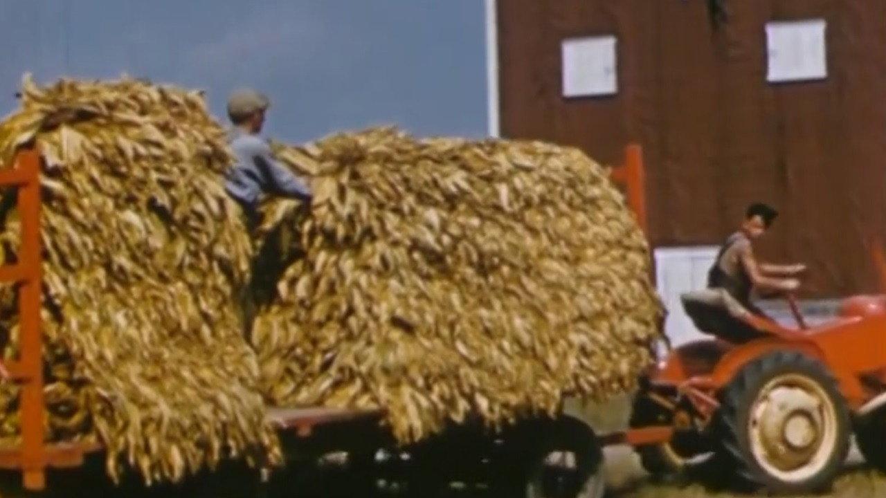 Yellow Tobacco from Quebec 1951 movie scene
