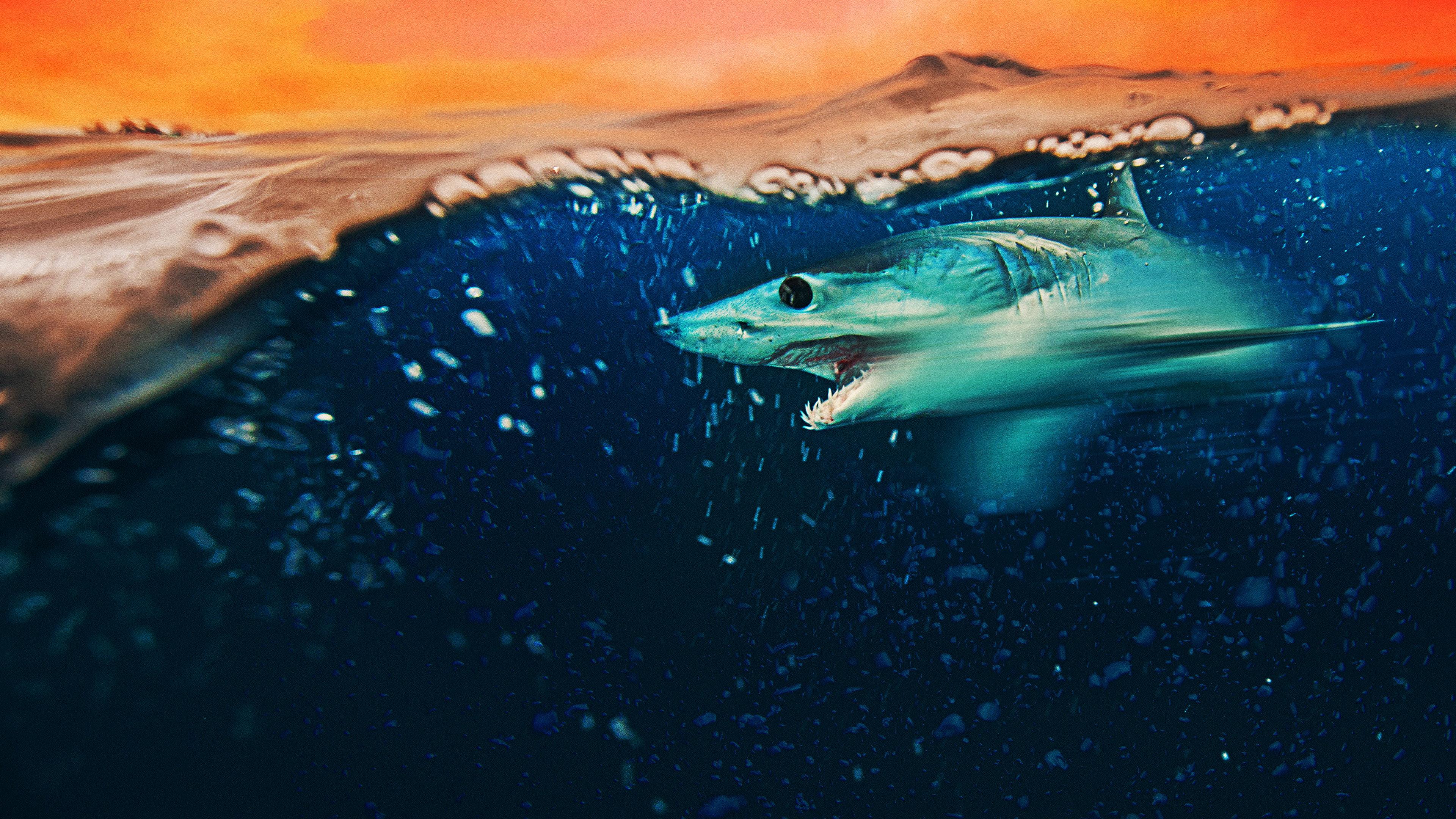 Mako Mania: Battle for California 2023 movie scene