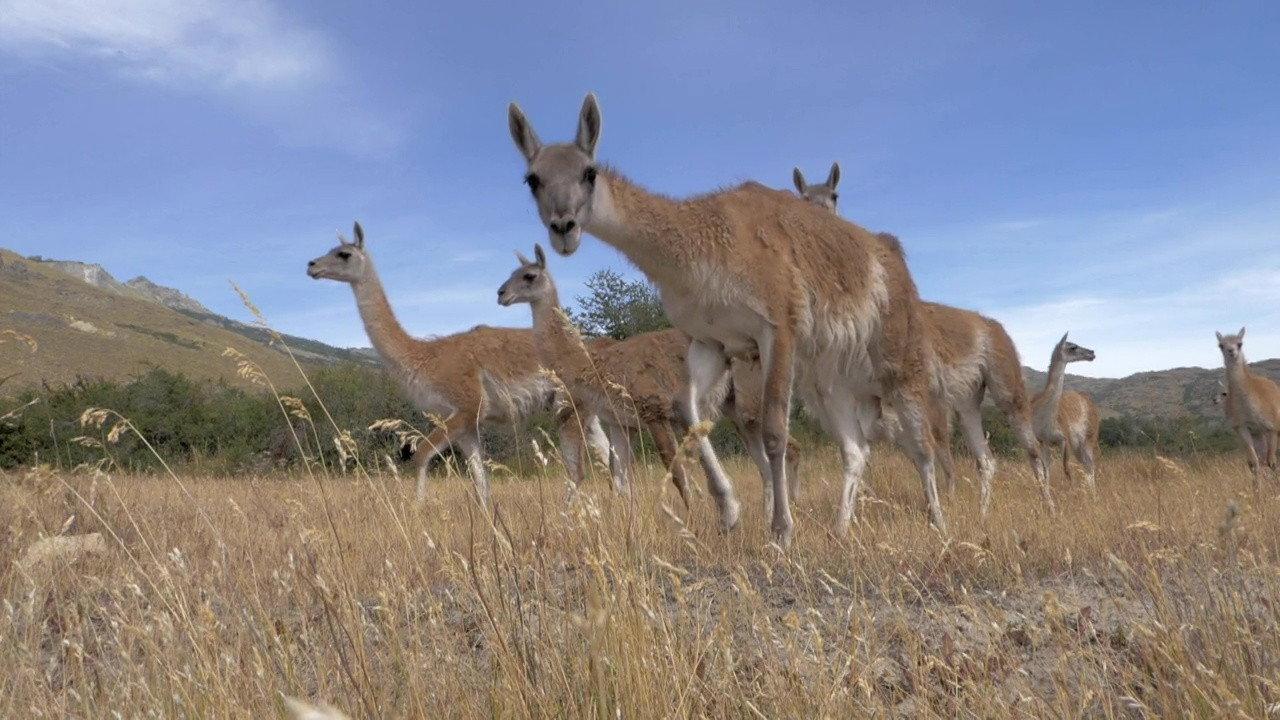 Parque Patagonia 2017 movie scene