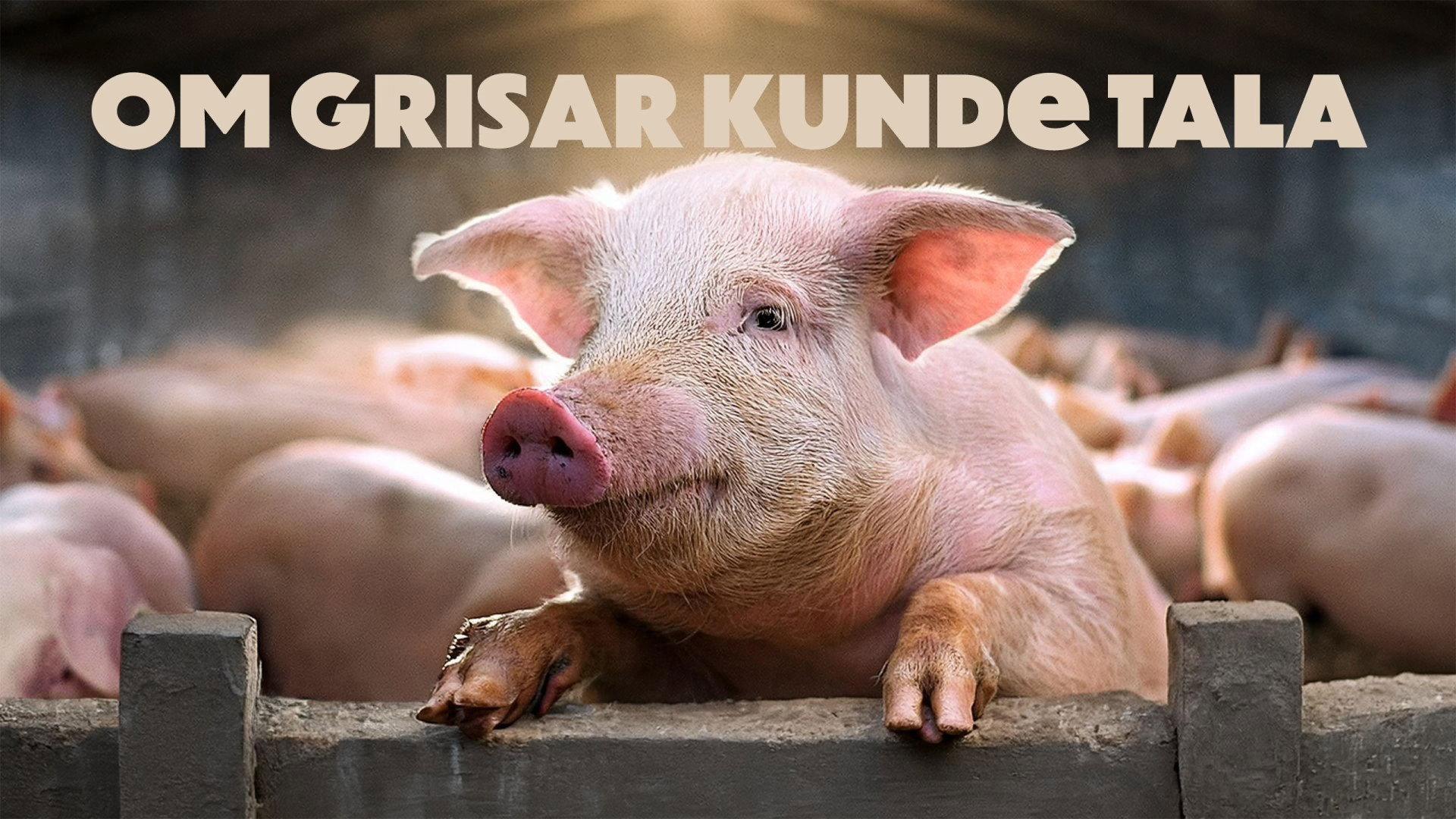 If Pigs Could Talk 2024 movie scene