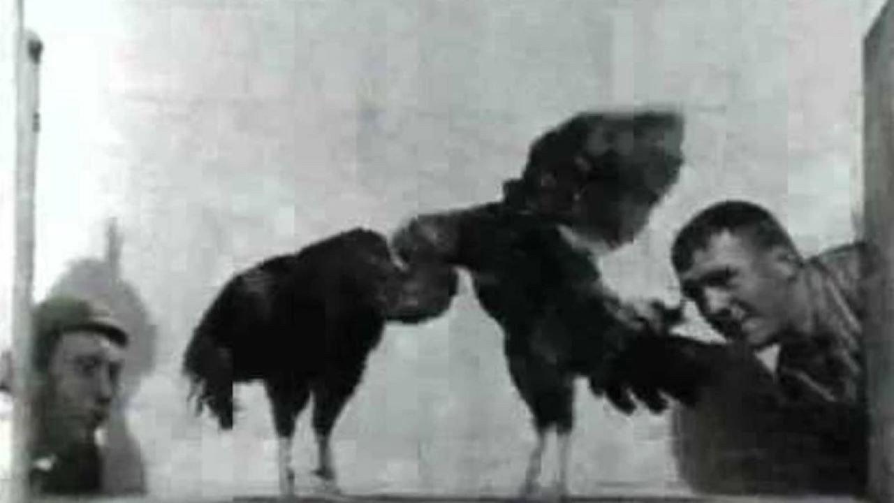 Cock Fight, No. 2 1894 movie scene