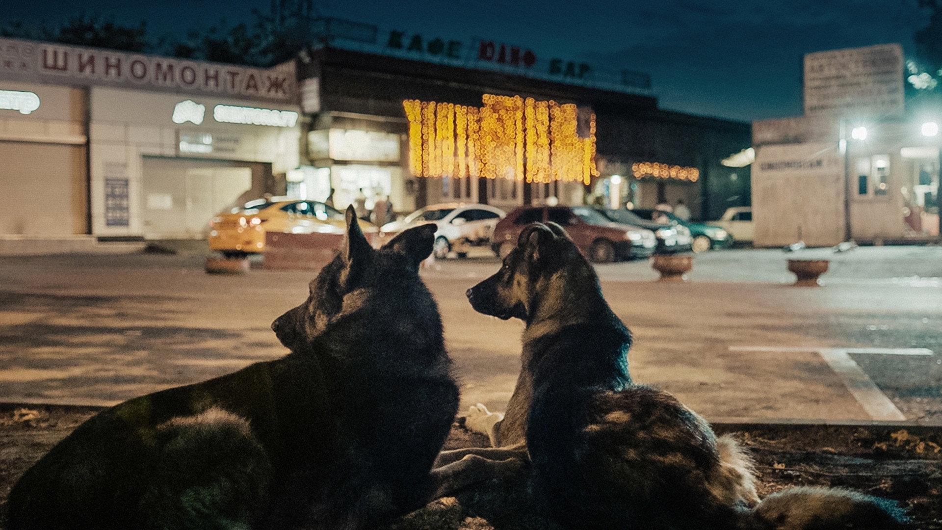 Space Dogs 2019 movie scene