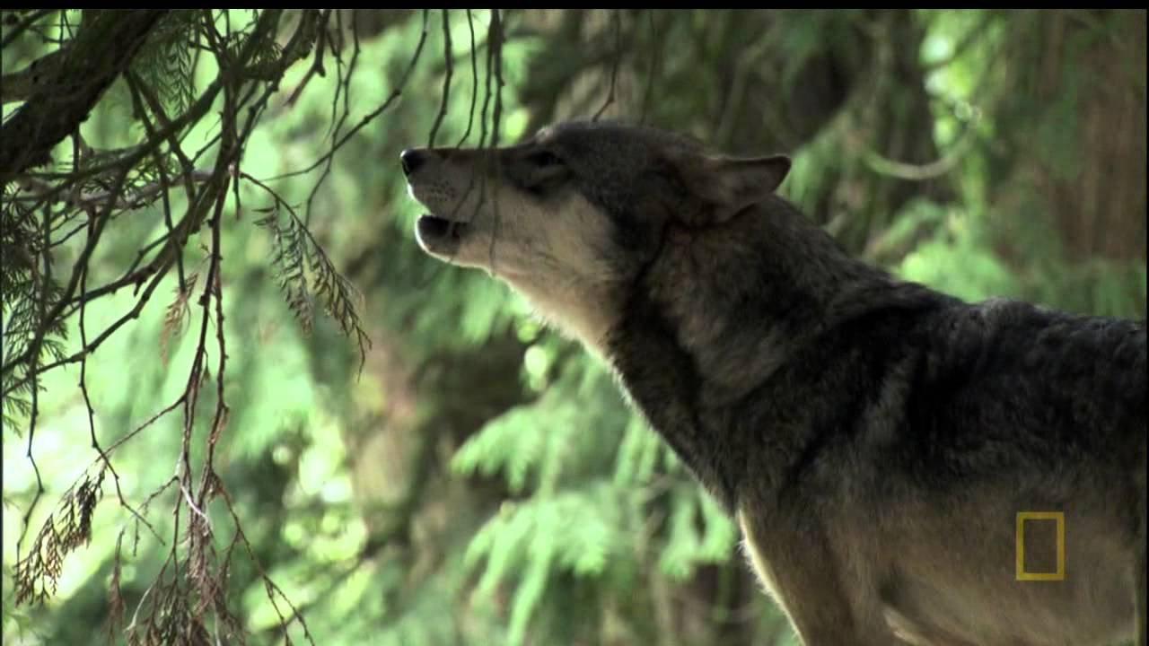 A Man Among Wolves 2007 movie scene