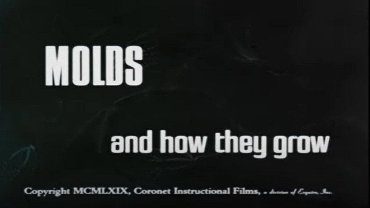 Molds and How They Grow 1969 movie scene