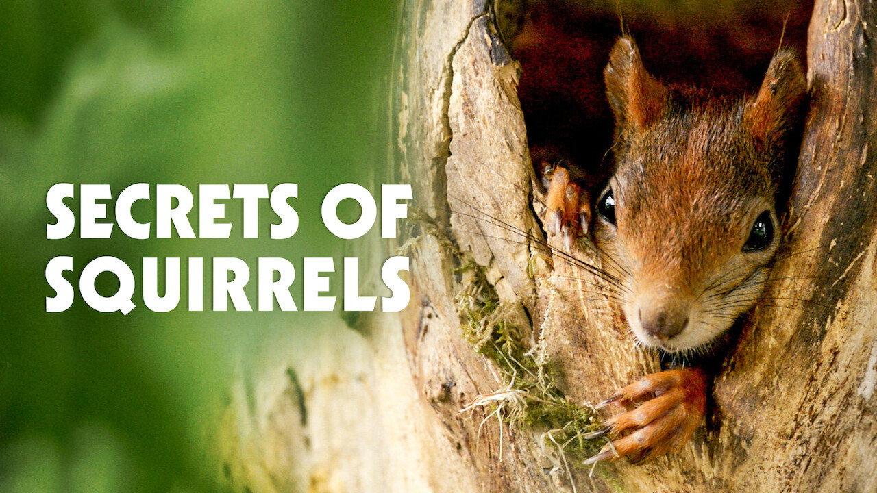 Secrets of Squirrels 2018 movie scene