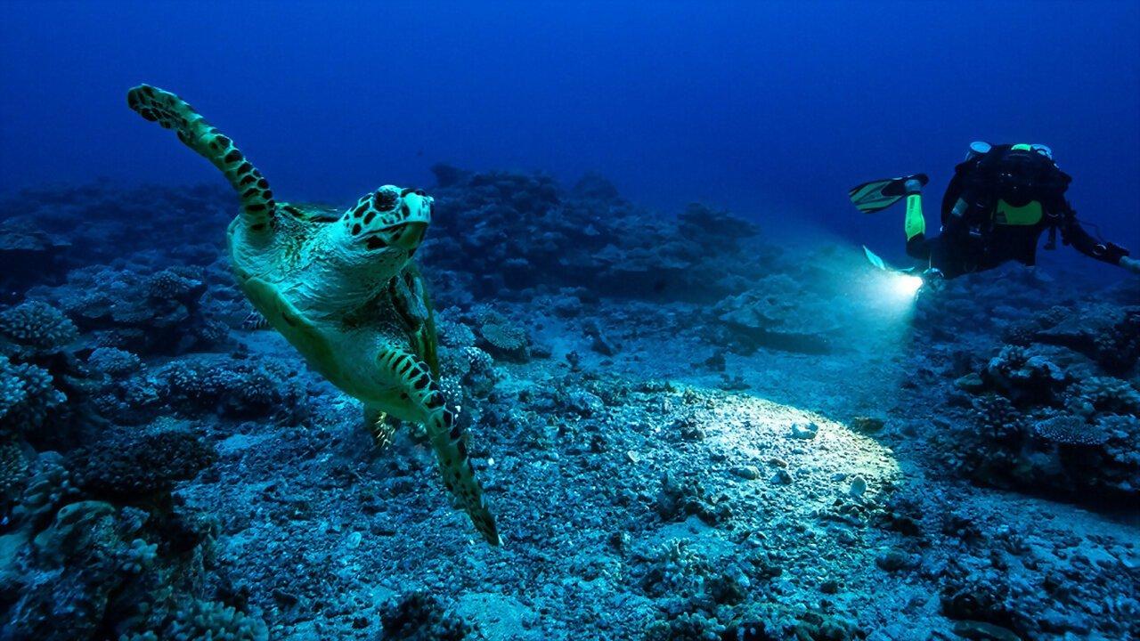 Perpetual Planet: Heroes of the Oceans 2021 movie scene