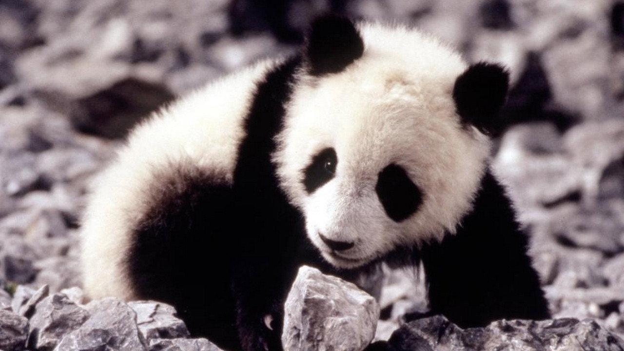 The Amazing Panda Adventure 1995 movie scene