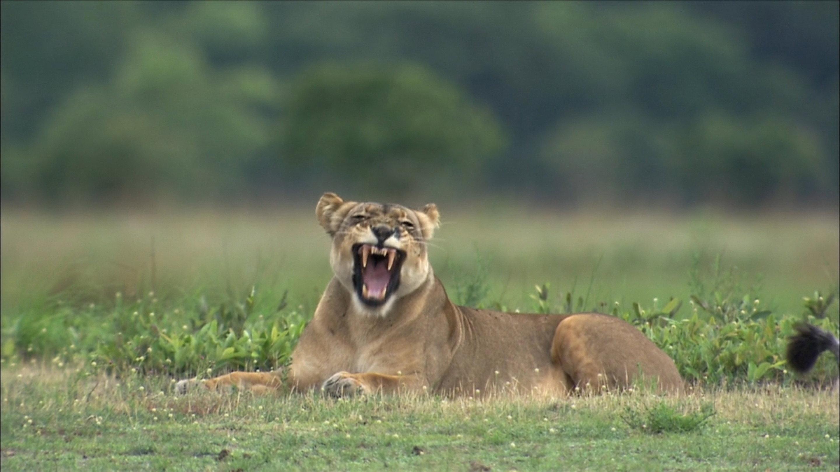 The Last Lioness: Birth of a Pride 2013 movie scene