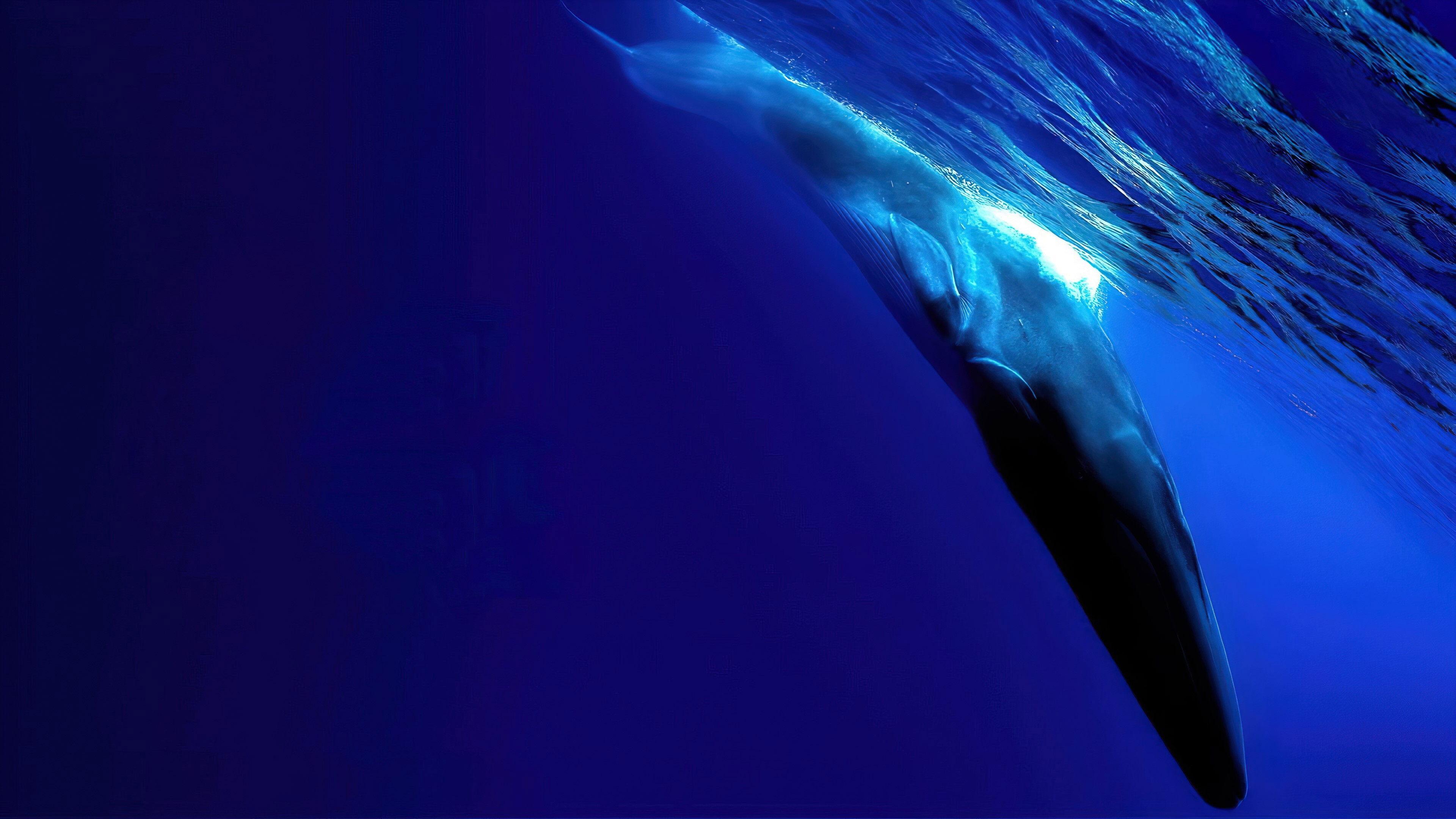 The Loneliest Whale: The Search for 52 2021 movie scene