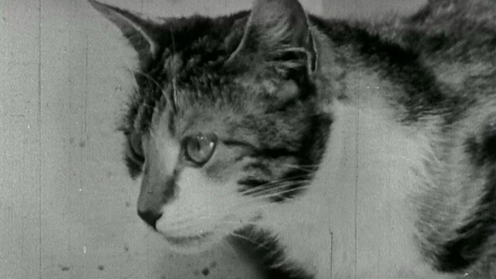 Kitty Cleans Up 1949 movie scene