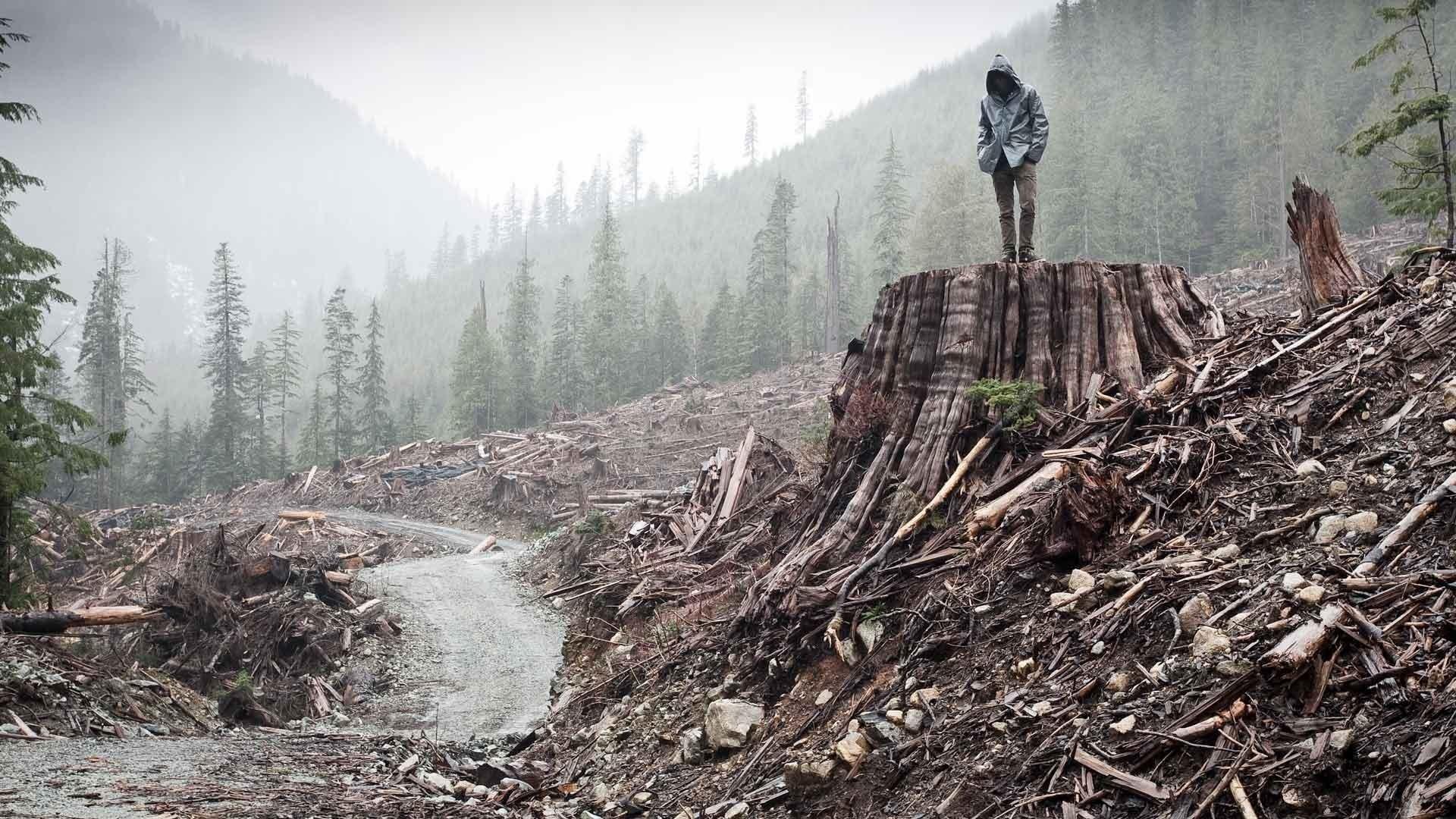 If a Tree Falls: A Story of the Earth Liberation Front 2011 movie scene