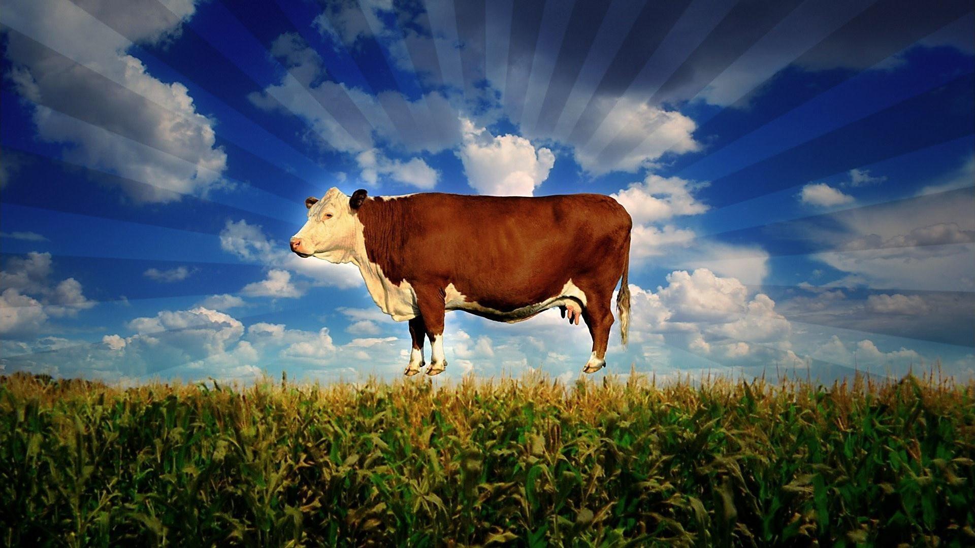 Food, Inc. 2008 movie scene