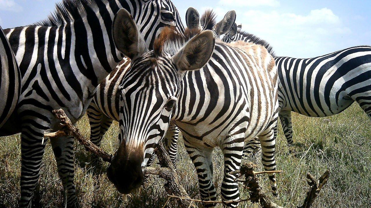 Amazing Animal Selfies 2016 movie scene
