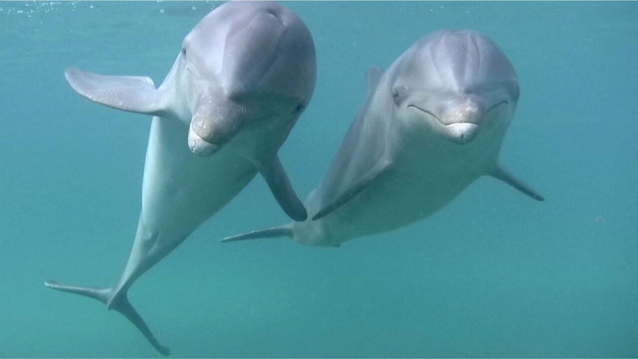 Dolphins 2013 movie scene