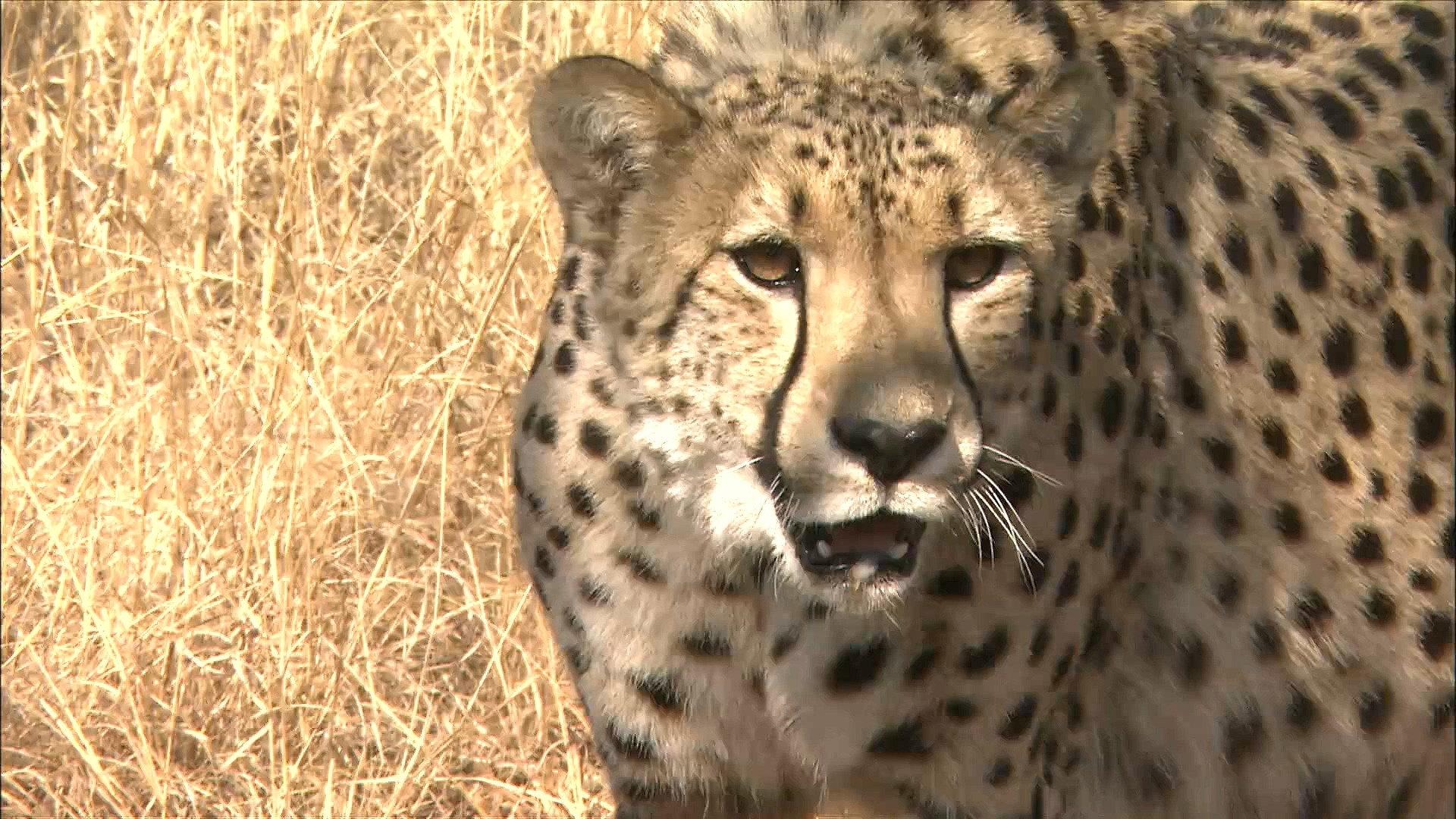 Africa's Super Seven 2005 movie scene