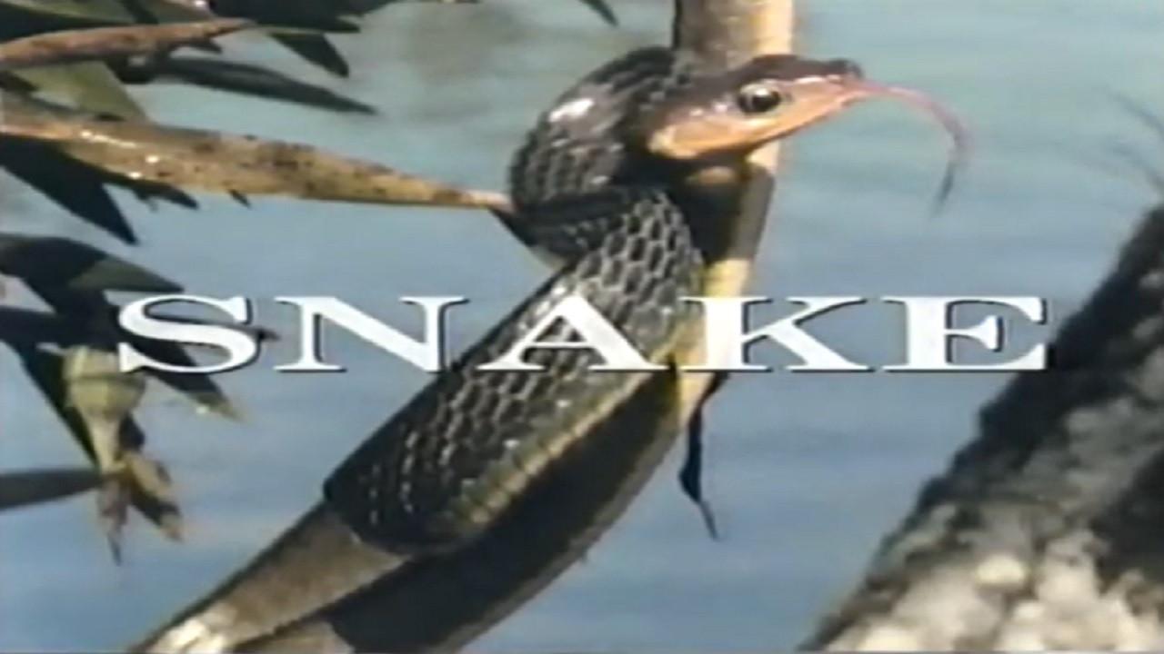 Predators of the Wild: Snake 1993 movie scene