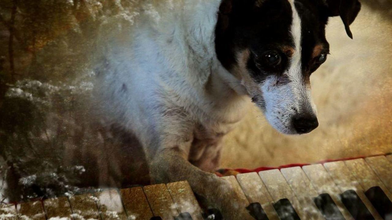 Heart of a Dog 2015 movie scene