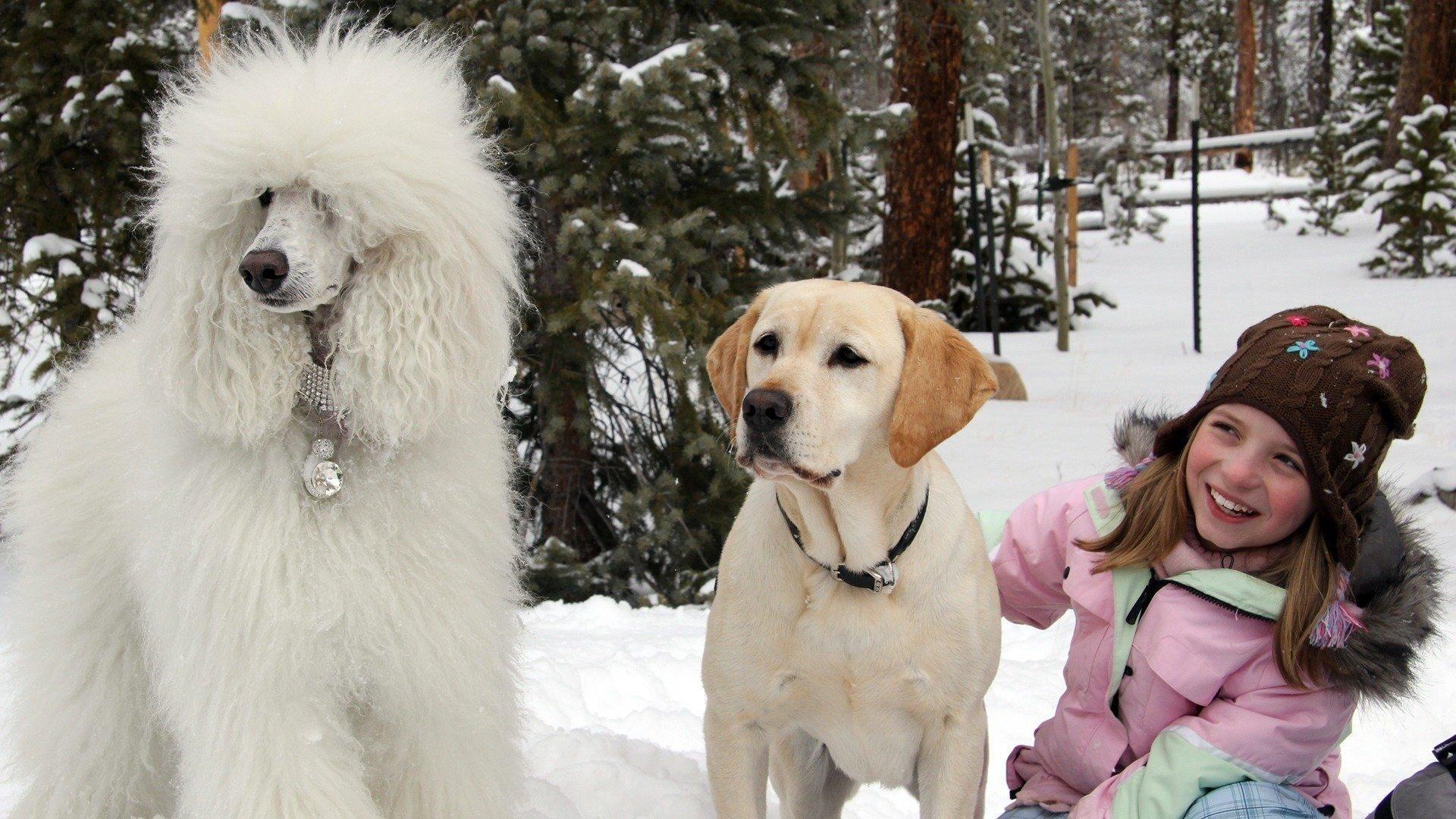 The Dog Who Saved Christmas 2009 movie scene