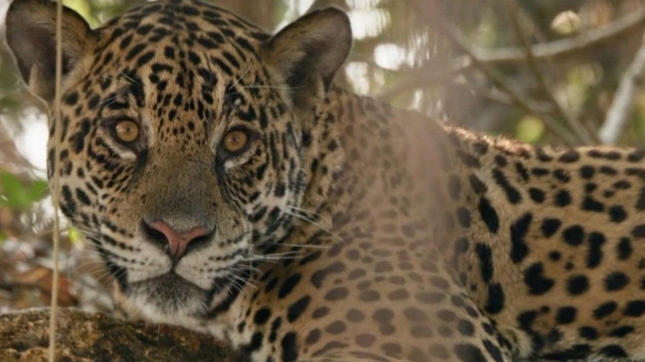 Au nom des jaguars 2025 movie scene