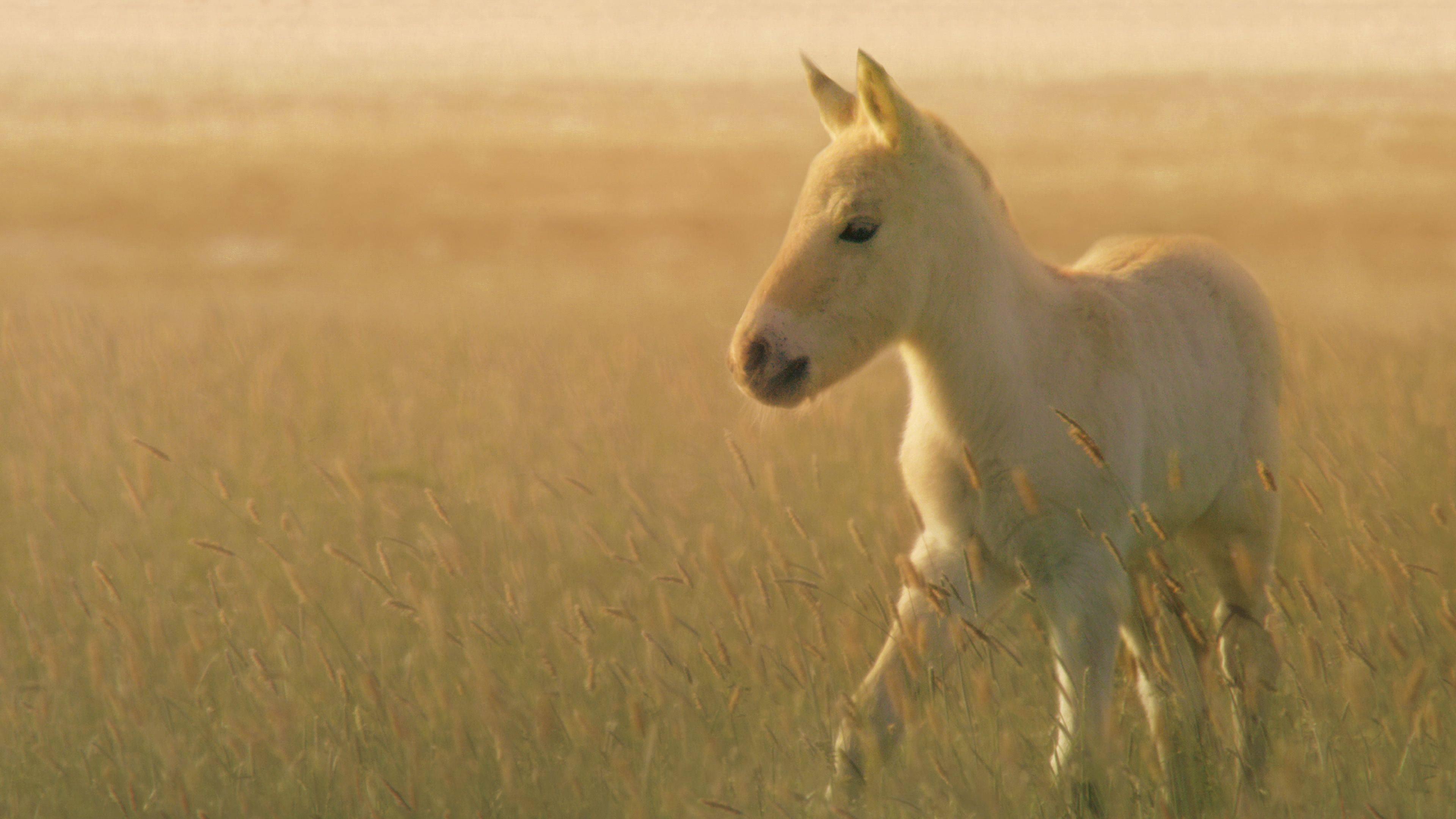 Wild Horses - A Tale From The Puszta 2021 movie scene