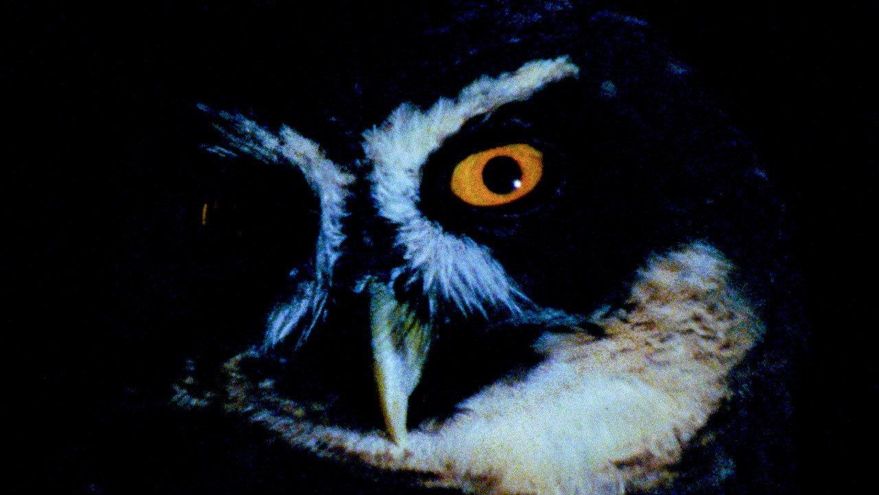 Animal Eye 2025 movie scene