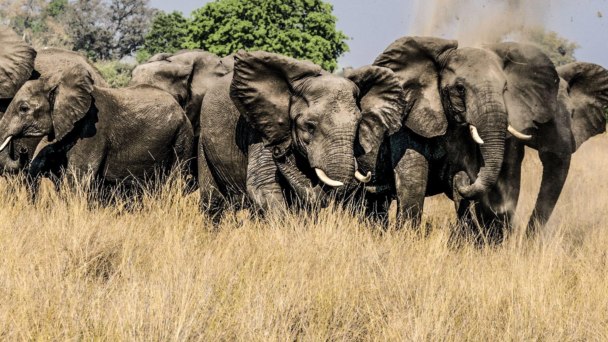 Okavango: River of Dreams - Director's Cut 2020 movie scene