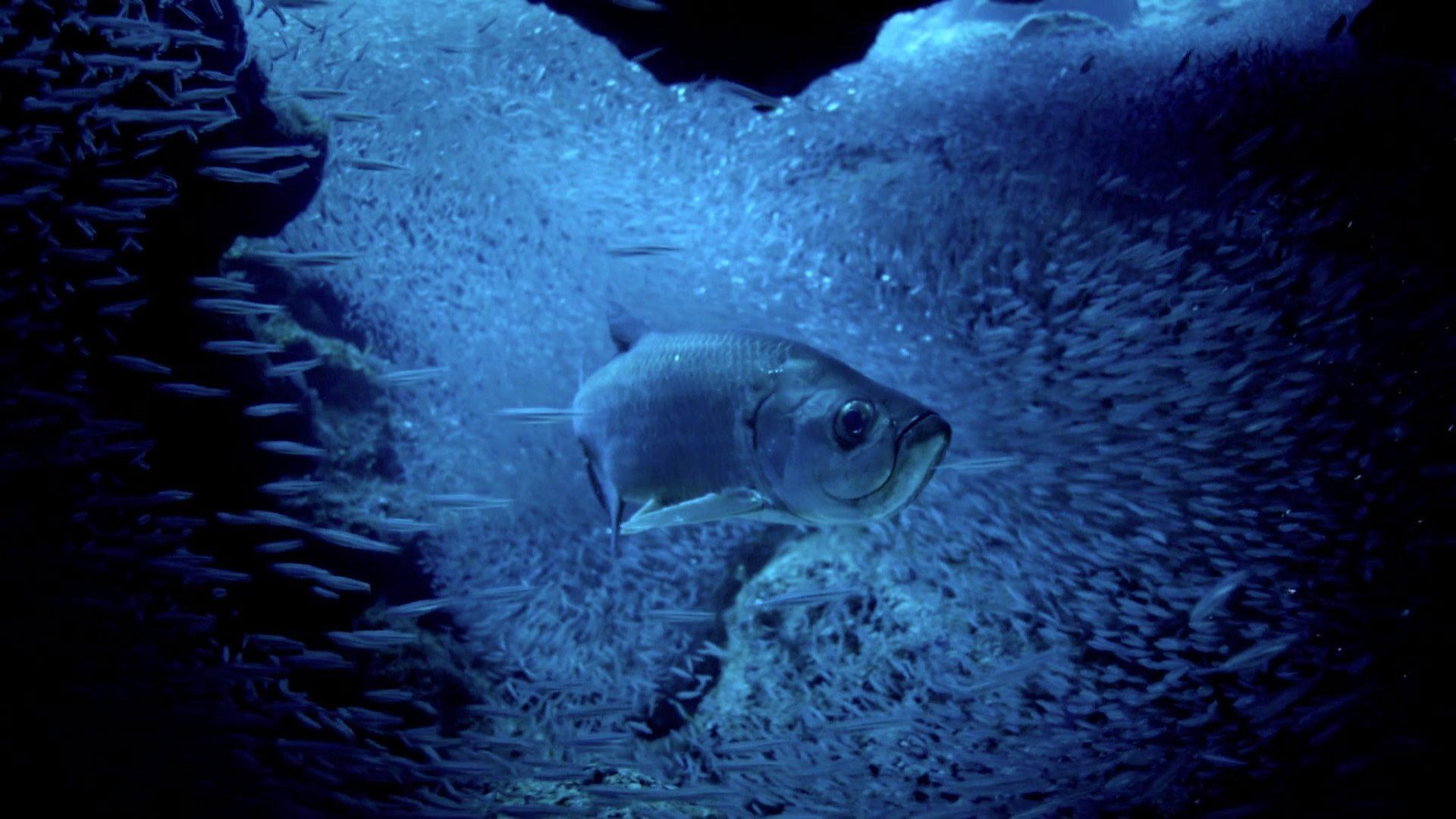 Atlantic: The Wildest Ocean on Earth 2015 movie scene