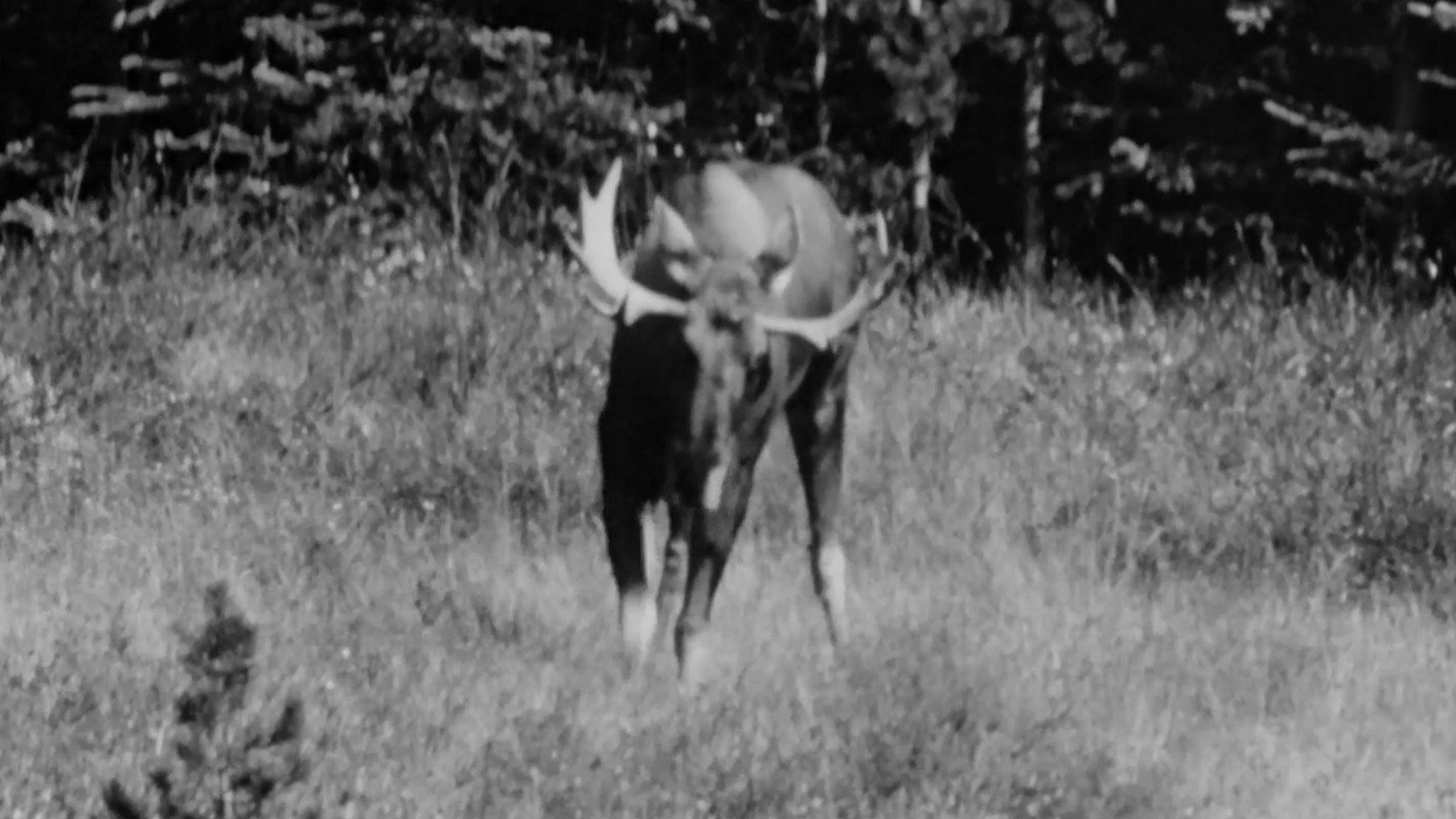 Hinterland Who's Who: Moose 1963 movie scene