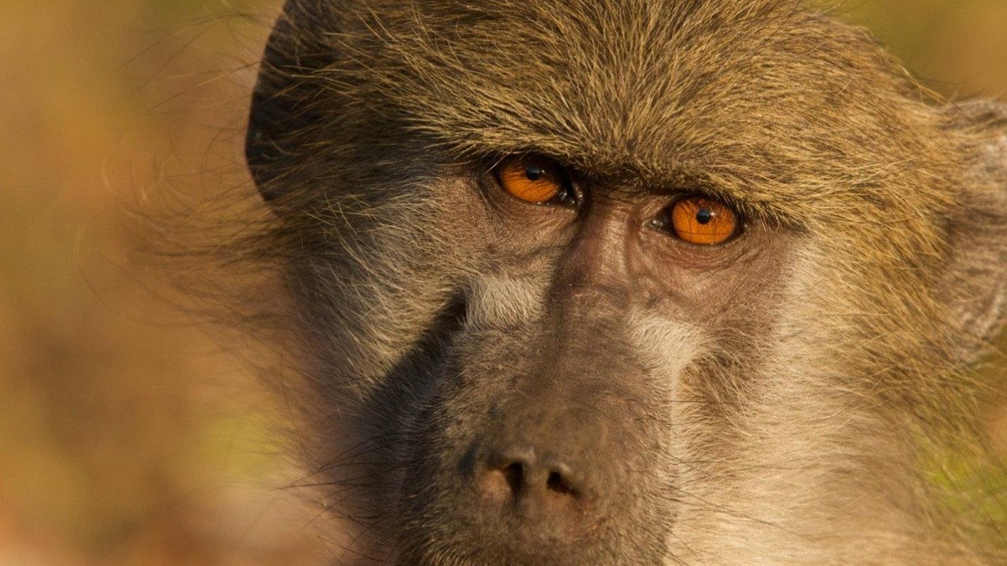 Queen of the Baboons 2016 movie scene
